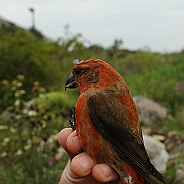 Common Crossbill